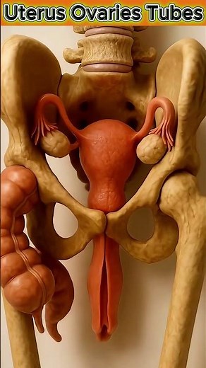 Inside the Female Reproductive System | Hyper-Real 3D