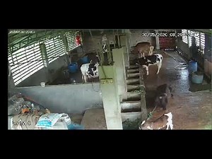 tragic moment.sudden death of a cow.