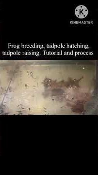 Tadpole hatching. Tutorial and process. Episode 3