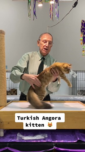 Turkish Angora Kitten: Playful and Beautiful Feline Companions