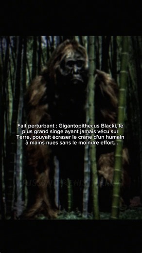 Pendant des centaines de milliers d’années, les forêts d’Asie ont abrité un primate si grand qu’il dépasse tout ce que l’on connaît aujourd’hui. Le Gigantopithecus blacki était probablement le plus grand singe à avoir existé. Un animal massif, plusieurs fois plus lourd qu’un humain, dont nous n’avons retrouvé que quelques dents et fragments de mâchoire. Le plus étrange n’est pas sa taille. C’est qu’il a peut-être coexisté avec les premiers humains d’Asie. Imagine traverser une forêt sans savoir 