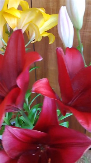 色取り取り #花 #flower #ユリ #百合 #lily #lírio #giglio #lis #ลิลลี่