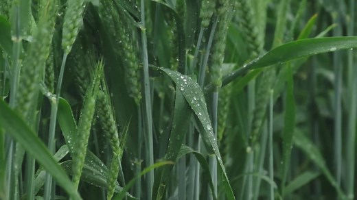 小满，江河渐满，为什么小满节气的雨很重要？_腾讯新闻