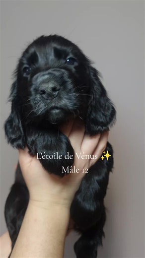 Bébé cocker anglais 🧸💙 #dog #cockeranglais #cockerspaniel #puppycocker #cute