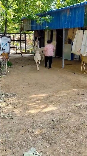Goats and Their Natural Social Behavior 🐐🌱