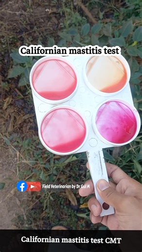 38K views · 557 reactions | Californian Milk Test (CMT) The CMT, also...