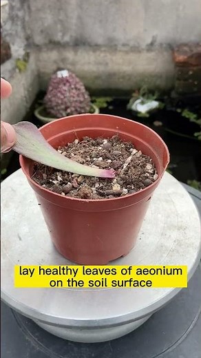 How to propagate the aeonium by leaf cutting?
