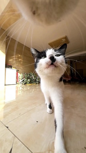 Maxwell the Cat: Why Cats Push Things Off