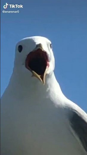 Gaviota gritando