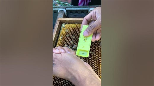 Catching Queen Bee Safely 🐝👑 | Beekeeping Skill #Shorts