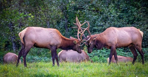 Elk Size Comparison: The Biggest Deer?