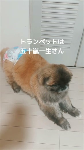 今朝のあんちゃん🐨 #杏子, #あんこ, #保護犬, #ペキニーズ,#pekingese, #dog, #猫っぽい, #anko