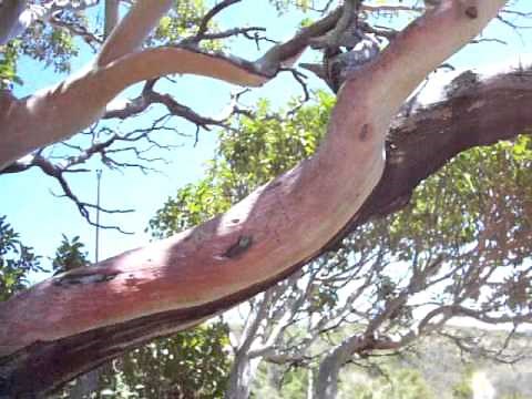 Texas Madrone Tree