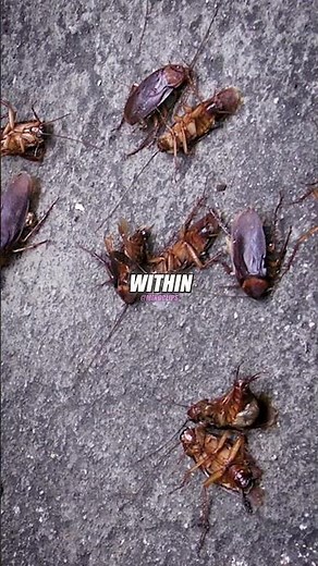 Thousands of Roaches Falling From Buildings… Only in NYC