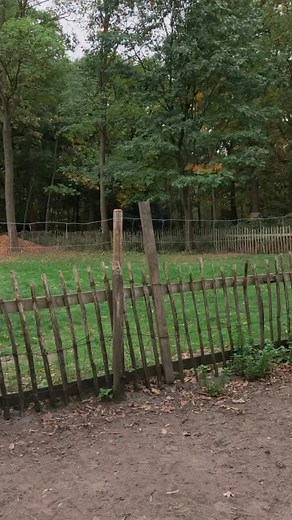 Spot onze Lama Pancho!🦙 Sidenote : niet alle Lama’s zijn lastpakken, het is zoals altijd hoe je jou dieren opvoed en hoe je er mee omgaat🥰 #lama #farm #alpacalove #alpacalama #lamadrama #hoogstraten #alpaca #lamasofinstagram #minderhout #alpacahoogstraten | Alpaca Hoogstraten