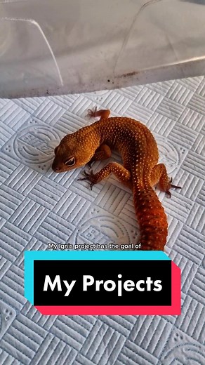 Different Types of Leopard Geckos Explained