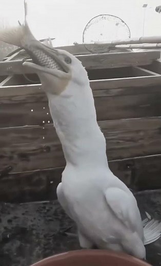 The GULP! Pelican Swallows a Fish Half Its Size