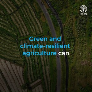 1.4K views · 136 reactions | While agrifood sectors emit around 1/3 of total greenhouse gas emissions, they are also extremely vulnerable to climate change. Green & climate-resilient agriculture must be part of the climate solution. FAO is working to make it happen: https://bit.ly/3o4pFsx | Food and Agriculture Organization of the United Nations (FAO) | Facebook