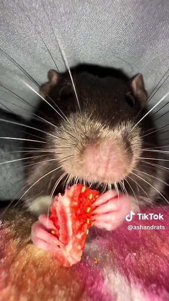 ASMR Rat Eating Freeze Dried Strawberry Video