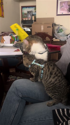 El amor dura exactamente 3 segundos. Amor de hermanos 🐾🐾🐈🐕 #CaosFelino #GatosSinContexto #CatsBeingCats #HermanosFelinos #SeñorPython