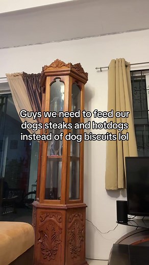 happy dogs, happy life #dachshund #fyp #dogsoftiktok #dachshundsoftiktok