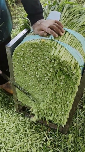 Fresh Green Fodder Cutting Machine 🌿⚙️ | So Satisfying to Watch