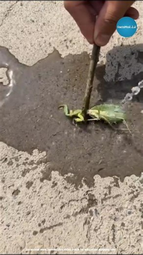 Pouring Water On A Praying Mantis Will Escapes The Parasite #shorts #ytshorts