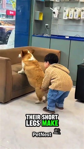 Corgi Secrets They'll Never Tell You 🐶😳