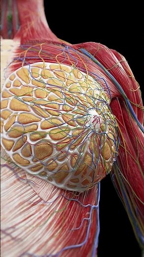 The Incredible Anatomy of the Female Breast