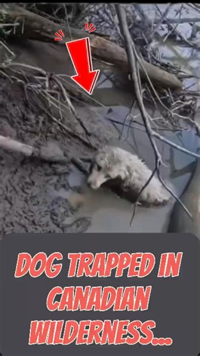 Dog Trapped in Canadian Wilderness!
