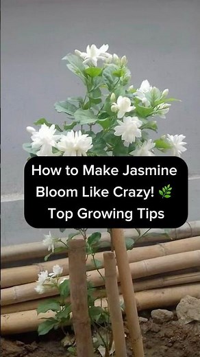 How to Make Jasmine Bloom Like Crazy! 🌿 Top Growing Tips #autoplant