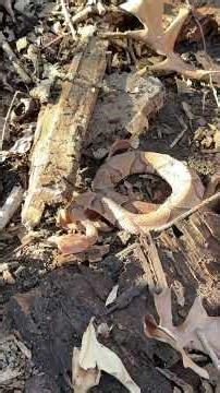 Can you identify all of these snakes? #snakes #challenge #wildlife