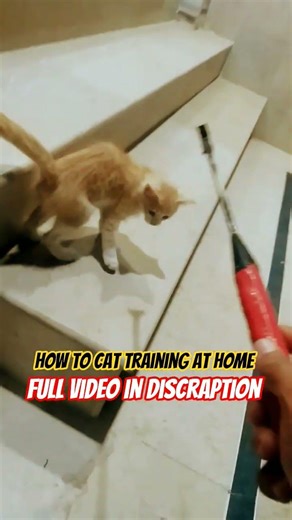how to cat training at home |
