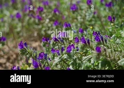 Vibrant echium flowers blooming under the sunny sky in torrevieja, spain, showcasing intense purple hues and dense green foliage in a picturesque outdoor landscape Stock Video Footage - Alamy