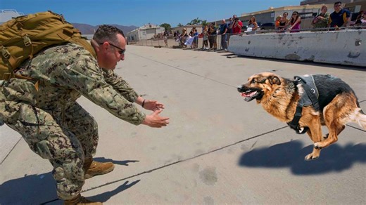 Dogs welcome their people home in emotional clips