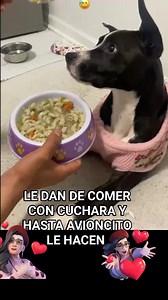 PERRITA BIEN EDUCADA COMO CON CUCHARA Y ADEMAS LA MAMI ES BIEN LINDA #videoviralシviralシ2025 #reelschallengereelschallenge #viralreelschallenge2025viralreelschallengejaiviralreelschallengeviralreelschallenge #reelsvideoシ #reelsviralfbviralシfypシ゚ #reelschallengereelschallengereelschallengereelschallenge #reelsviralシ #reelsviralシfbreelsviralシfb #reelsviralシfb #videoviralシ #dogsofinstagram #dogs #dogsoftiktok #dogsofinsta #dogstagram #dogslife #doglover #doglife #dog #doggrooming #petsofinstagram #p