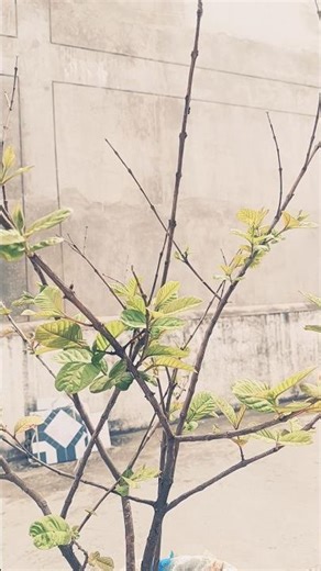 After autumn comes spring