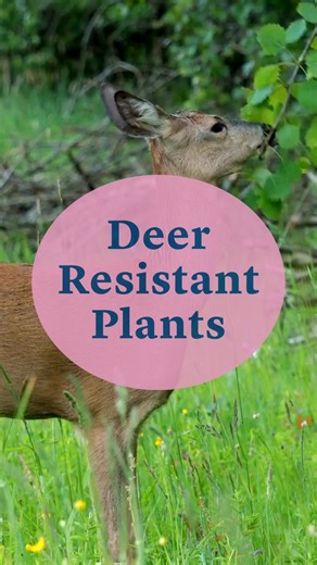 12 reactions | Protect the beauty of your landscape with our deer-resistant perennial collection. Chosen for their natural deterrents — fragrance, texture, and resilience. Let your garden flourish, undisturbed and full of life. | Bluestone Perennials | Facebook