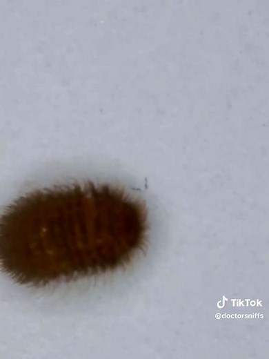 Carpet beetle larvae can cause itchy bite-like reactions! Its the hairs / setae on the beetle larvae that cause the allergic reactions on us. #carpetbeetles #itchy
