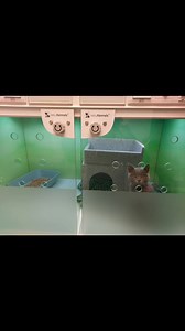 🐾 Happy Caturday from The Plymouth Cat Clinic! 🐾 Yesterday, we welcomed the very brave little Fugz for his neuter. Nurse Sam, Receptionist Kelly, and Dr Nikolai were there to greet him and ensure he felt calm and comfortable from the moment he arrived. He relaxed in our state-of-the-art Casco WellKennels, designed especially for calm & comfort. We’re wishing him a smooth, speedy recovery! 💛🐱 Dr Athron also has fond memories of Fugz’s very first visit to the clinic for his vaccinations. He’s 