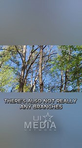 🌲 Tree Felling 101: Do It Like a Pro This is part of our Solution Series, designed to help you get ready for anything — Elite Survival is launching soon! Sign up now for exclusive early access to the FREE beta of our Survival Chapters. Learn, upskill, and prepare for whatever comes your way. Don’t miss out! Apply now and get survival-ready at: https://elite-survival.uimedianetwork.com/waitlist #survivalskills | UI Media LIVE