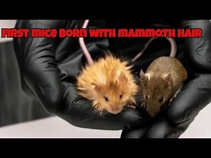 Scientists Just Created Woolly Mammoth Genes in a MOUSE!