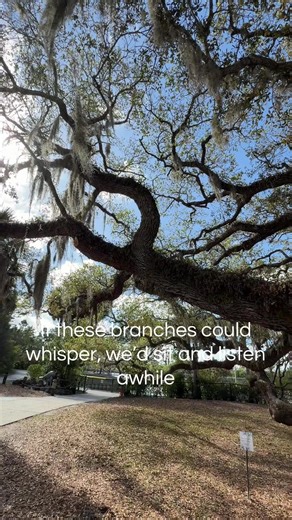 If these branches could whisper, we’d sit and listen awhile. For two hundred years this old live oak has stood through storms, sunshine, and generations passing beneath its shade. You can almost feel the stories resting in its limbs, quiet reminders that strength comes from deep roots and time well lived. Sometimes the wisest thing we can do is slow down long enough to listen. #nature #liveoak #florida #tree #wise
