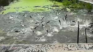 Frenzied fish jump stirs earthquake fears in China