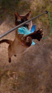 This is what you do when you have a cat and a super slow-mo camera. | The Slow Mo Guys