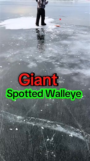 51K views · 216 reactions | Giant Spotted Walleye!!!#icefishing 7460696487350111530 #fish #fishtok #icefishingwiscons... | Stephanie Walcott | Facebook
