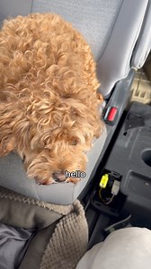 More from our trip to Utopia, TX! The dogs definitely had a great time too! #texas #utopiatx | Aaron Tippin