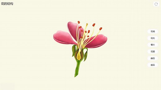 【生物】花的结构