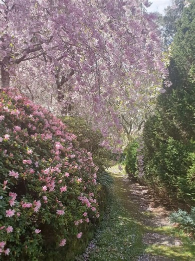 🌸🌸🌸🌸🌸🌸🌸🌸🌸🌸🌸🌸🌸🌸🌸🌸🌸🌸🌸🌸💐💐💐💐💐💐💐💐💐💐💐💐💐💐💐💐💐💐💐💐 Q: Whats your favourite flower?🌸 CR🎥: @CristinaTingless This video features only food-grade cornstarch that is completely safe for human consumption in small amounts. Everything shown is edible and has been prepared specifically for ASMR and sensory content. This content is not intended to promote disordered eating, dangerous behavior, or any kind of challenge. I am fully aware of the risks of overconsumption and 