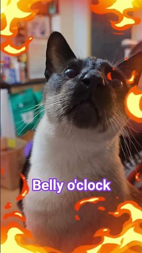 Belly o'clock Floyd wants to be fed! #catlovers #catshorts #funnycats #cats #catsofyoutube